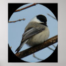 Search for chickadees posters Songbird