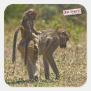 Search for baboon monkey stickers Wildlife