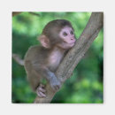 Search for baby monkey magnets Animals in the wild