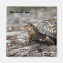 Search for turtle magnets Reptile