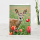 Search for red tulips birthday cards Garden