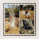 Search for kangaroo puzzles Wildlife