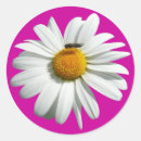Search for daisy photo stickers Summer