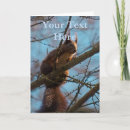 Search for red squirrel cards Nature