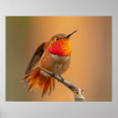 Search for birder posters Hummingbird