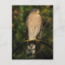 Search for sharp postcards Bird