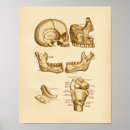 Search for jaw bone posters Skull