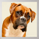 Search for boxer puppy posters Animal