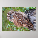 Search for christmas owl art Wildlife