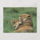 Search for tanzania postcards Lion