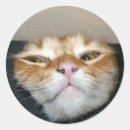 Search for orange tiger cat stickers Kitty