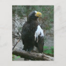 Search for wild bird postcards Yellow