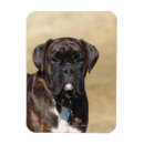 Search for brindle magnets Standing