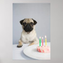 Search for pug decor Birthday