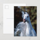 Search for bobbed postcards Animal