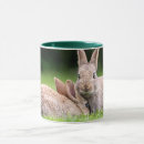 Search for cottontail rabbit mugs Nature