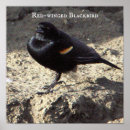 Search for birder posters Birds