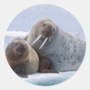 Search for sea cow stickers Animal