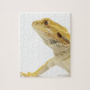 Search for bearded dragon puzzles Animal