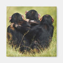 Search for chimpanzees magnets Animal wildlife