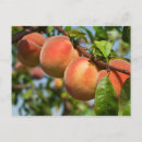 Search for breeder postcards Farmer