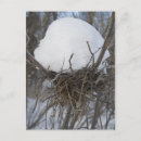 Search for snowbird postcards Birds