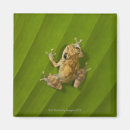 Search for frogs magnets Outdoors
