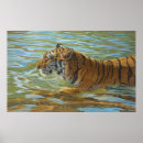 Search for blue tiger posters Feline