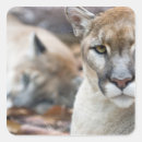 Search for panther cat stickers Animal