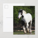 Search for gypsy vanners postcards Black and white