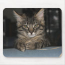 Search for grumpy mousepads Kitten