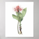 Search for fireball posters Flower