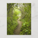 Search for forest path postcards Pathway