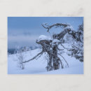 Search for alien cards invites Nature