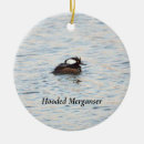 Search for merganser duck Photography