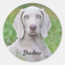 Search for weimaraner dog stickers Pet