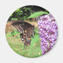 Search for flutterby home living Insects