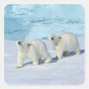 Search for two bears stickers Nature