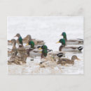 Search for behaviour postcards Bird