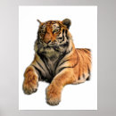 Search for bengal tiger posters Big cat