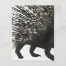 Search for secure postcards Wildlife