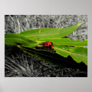 Search for ladybug posters Leaves