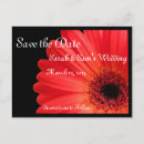 Search for gerbera Photography