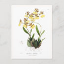 Search for oncidium Floral