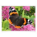 Search for white and black butterfly posters Orange