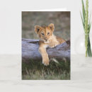 Search for lion and cub cards Cute