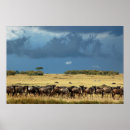 Search for wildebeests posters Gnu