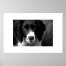 Search for springer spaniel dog posters Portrait
