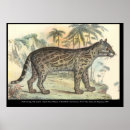 Search for ocelot posters Cat