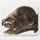Search for procyon lotor electronics Mammal